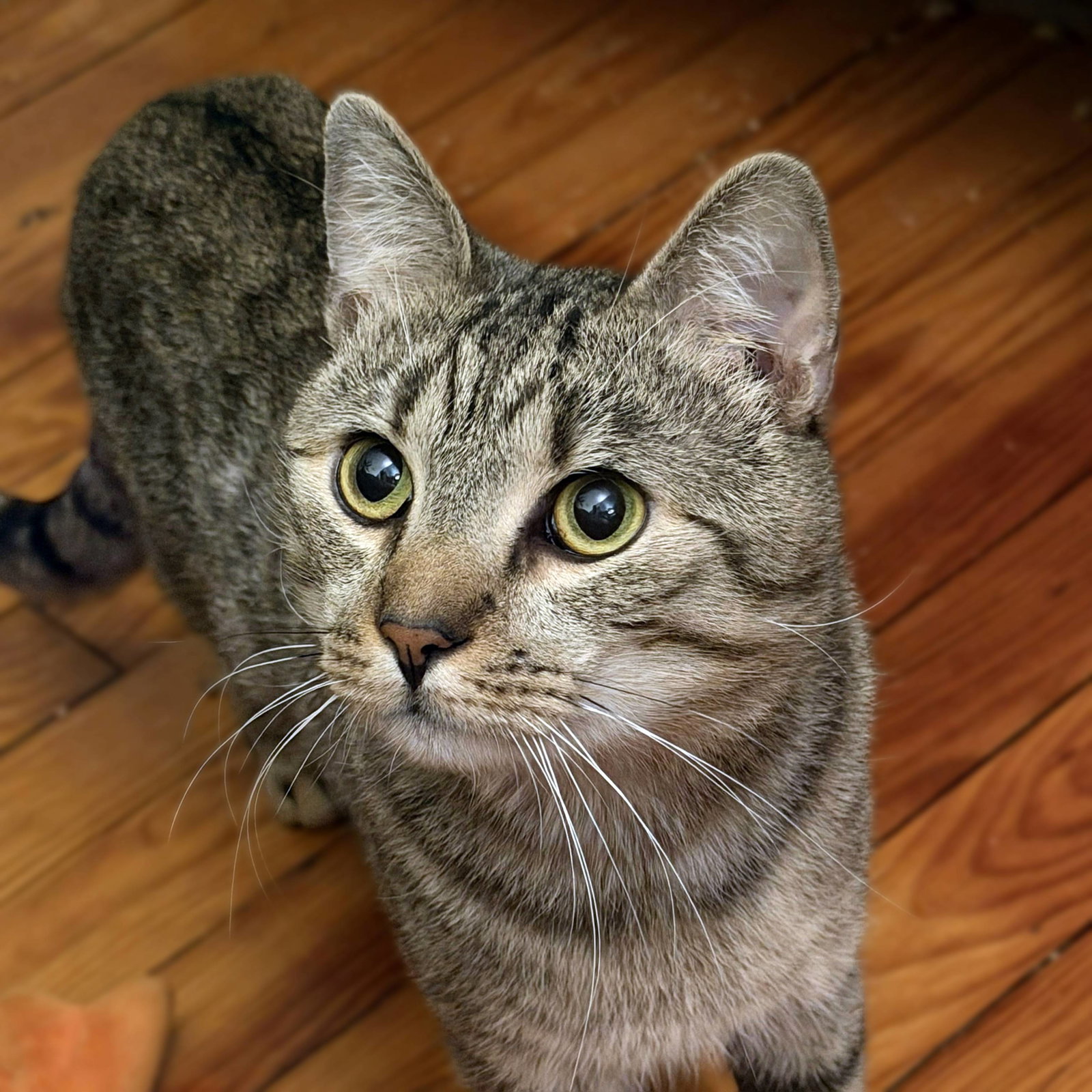 Almond (playful and loves his BFF Cashew), photo 4