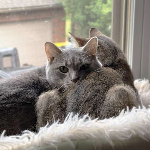 Photo 6 of Almond (playful and loves his BFF Cashew)