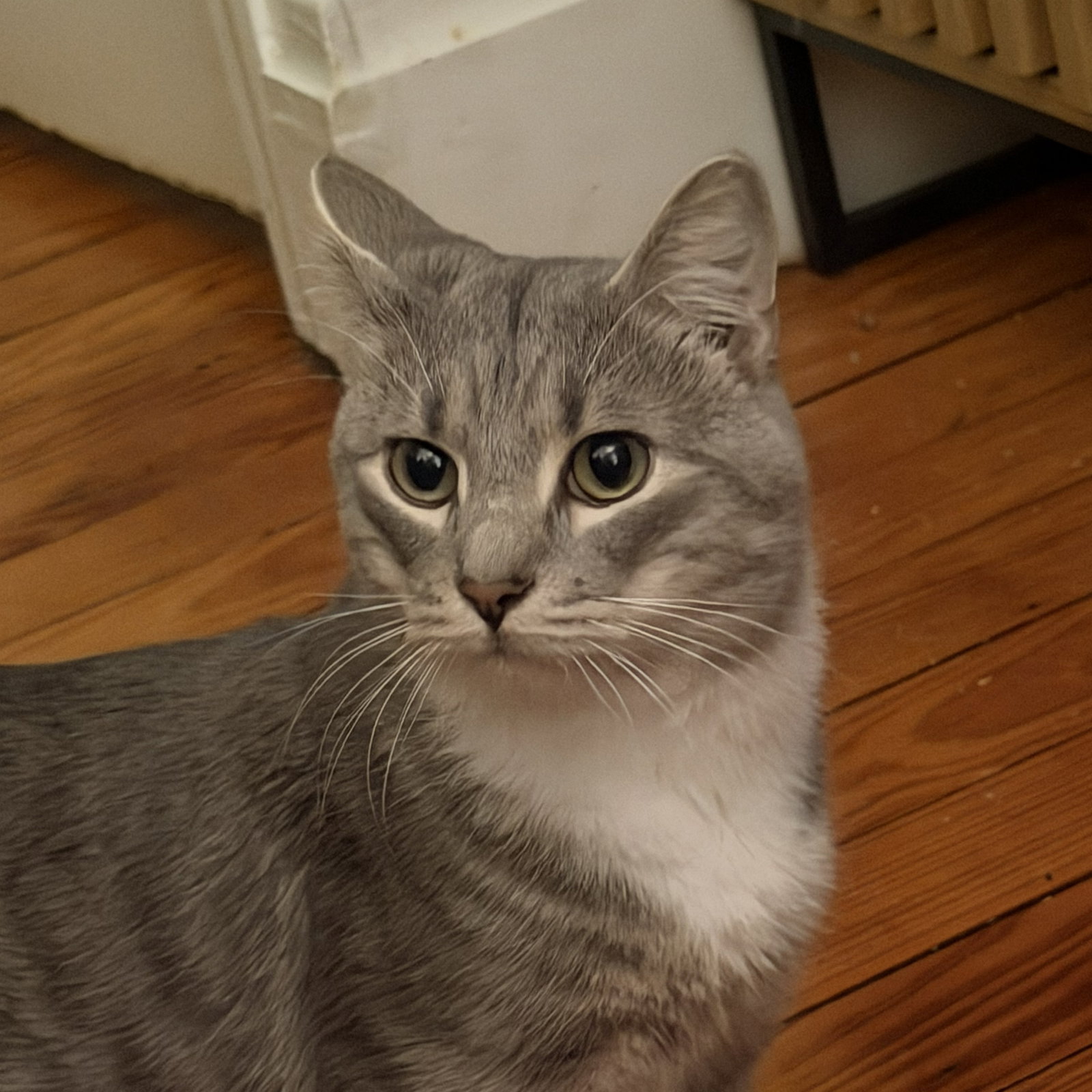 Cashew (sweet and soft and loves his BFF Almond), cat