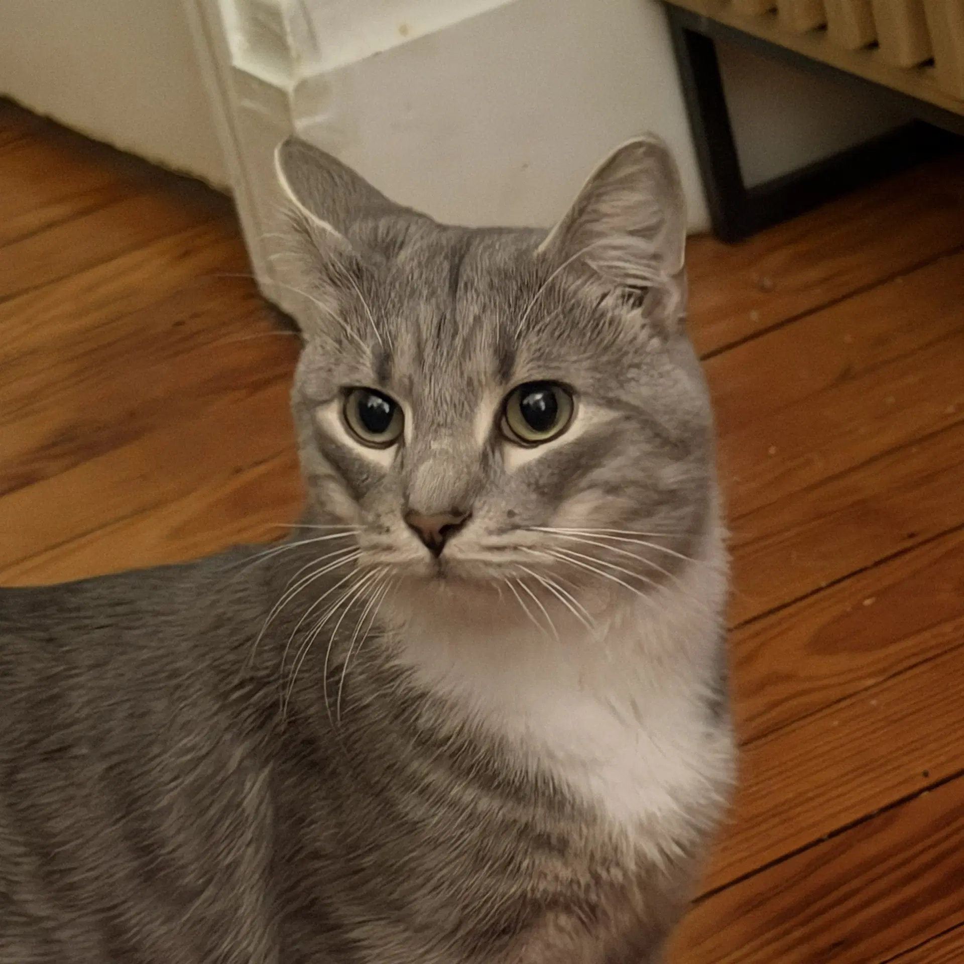 Cashew Sweet And Soft And Loves His Bff Almond - Domestic Short Hair