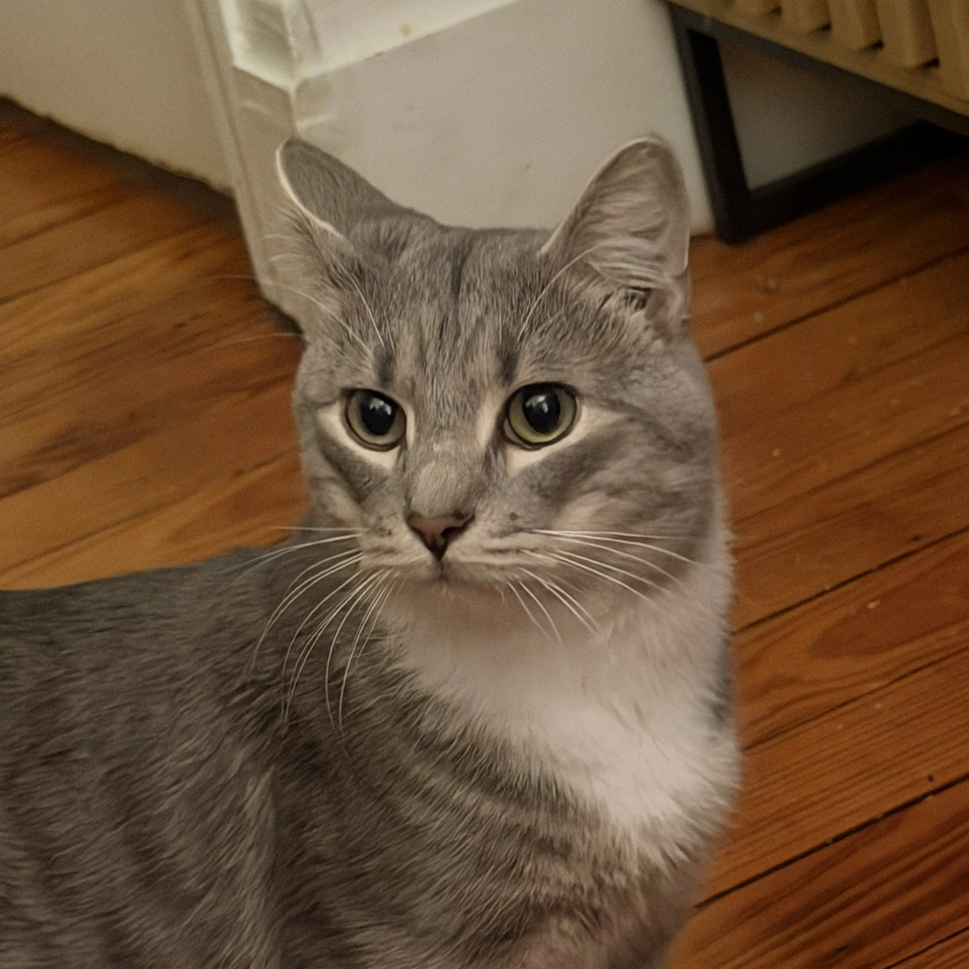 Cashew Sweet And Soft And Loves His Bff Almond