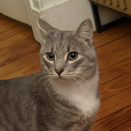Cashew (sweet and soft and loves his BFF Almond), a cat for adoption from Loving Care Cat Rescue