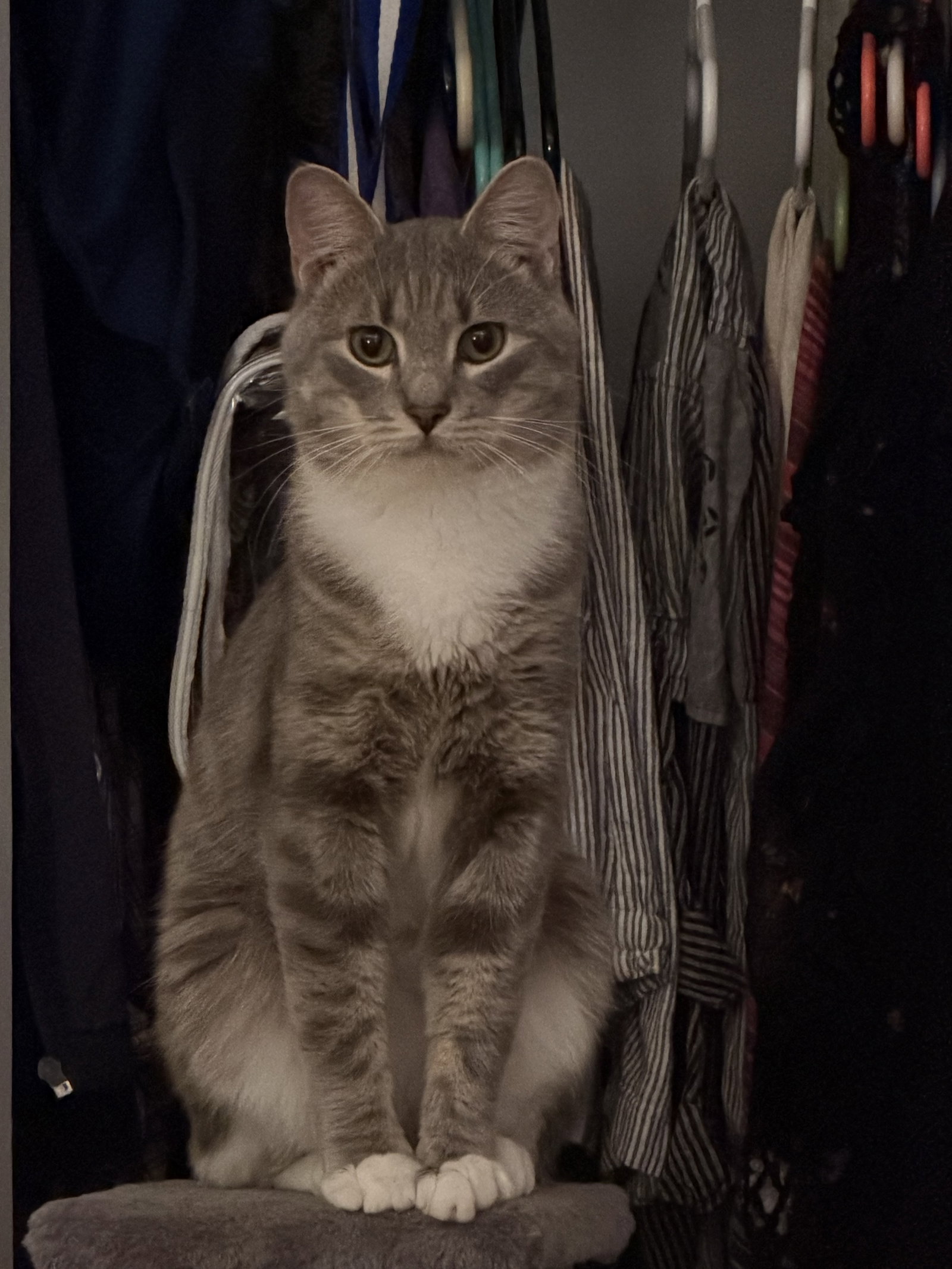 Cashew (sweet and soft and loves his BFF Almond), photo 2