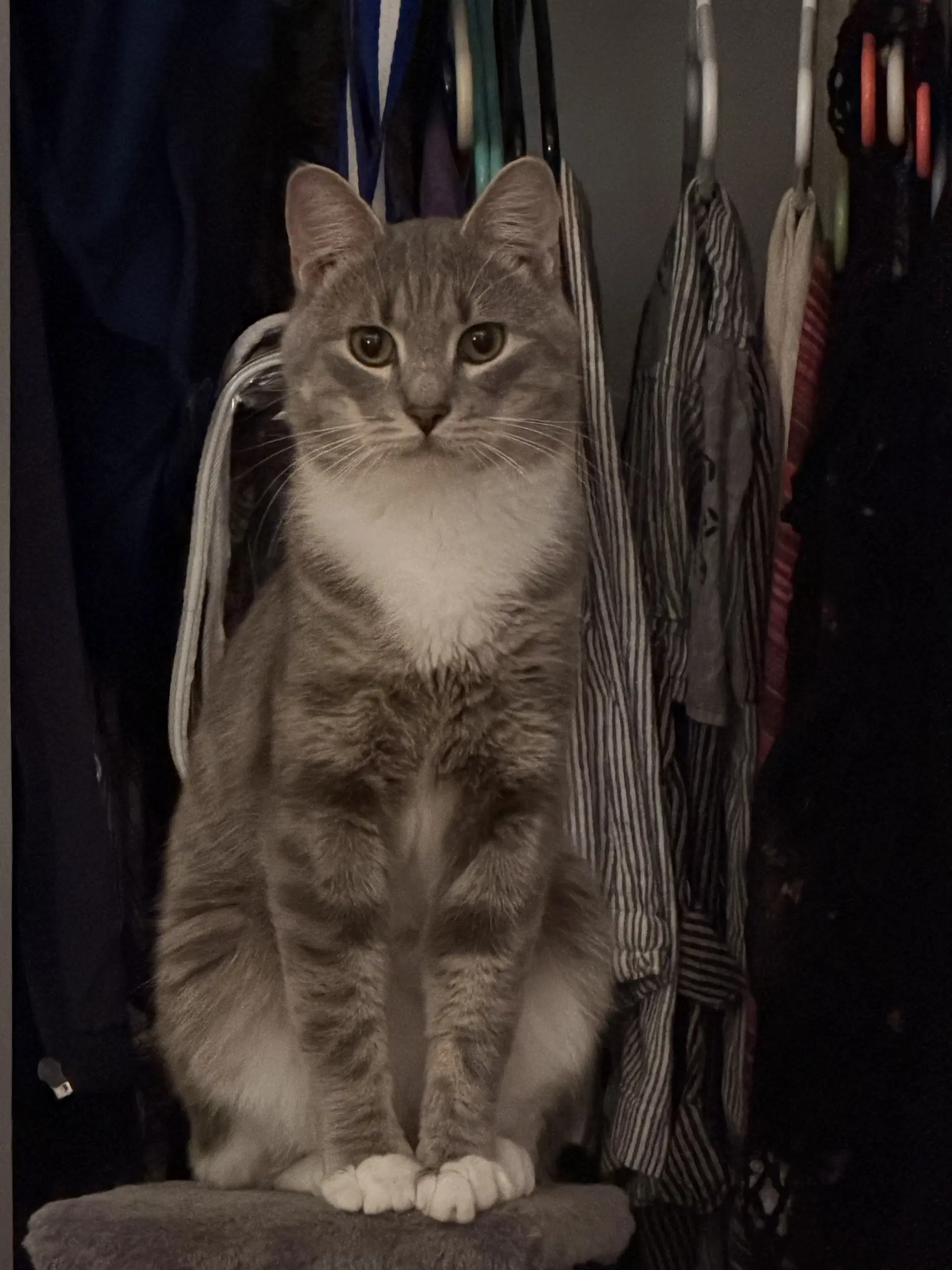 Cashew Sweet And Soft And Loves His Bff Almond image 2