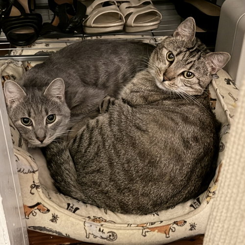 Photo 4 of Cashew (sweet and soft and loves his BFF Almond)