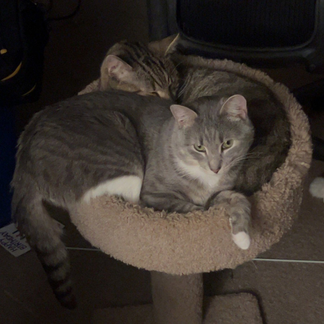 Cashew (sweet and soft and loves his BFF Almond), photo 5
