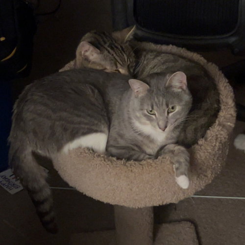 Photo 5 of Cashew (sweet and soft and loves his BFF Almond)