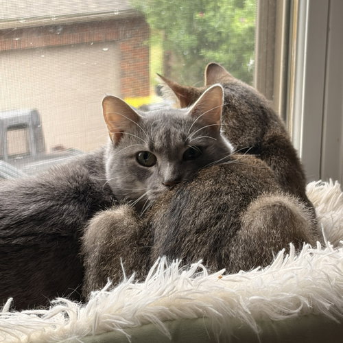 Photo 6 of Cashew (sweet and soft and loves his BFF Almond)