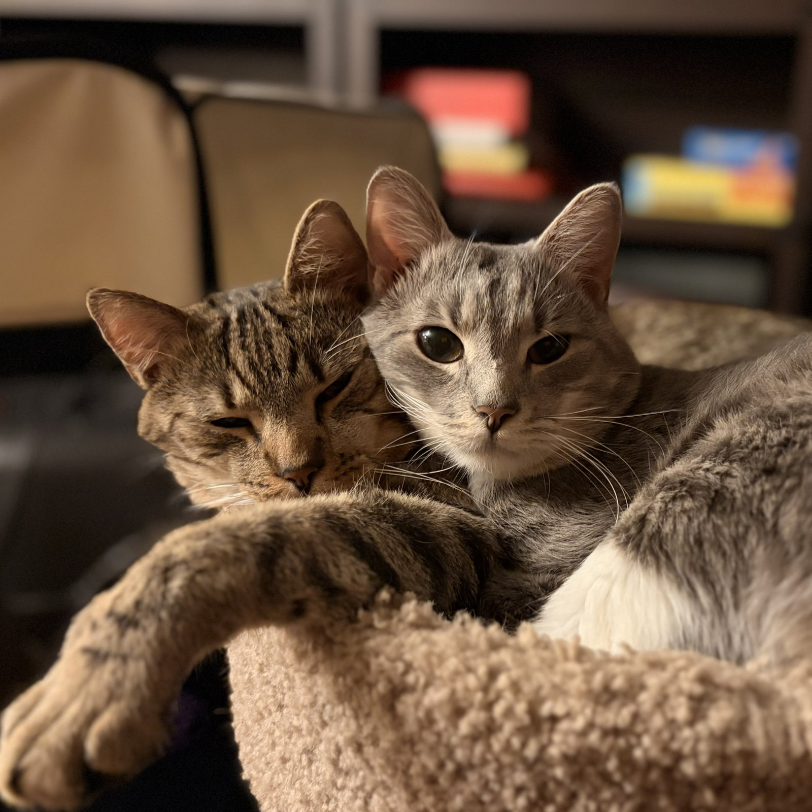 Cashew (sweet and soft and loves his BFF Almond), photo 7