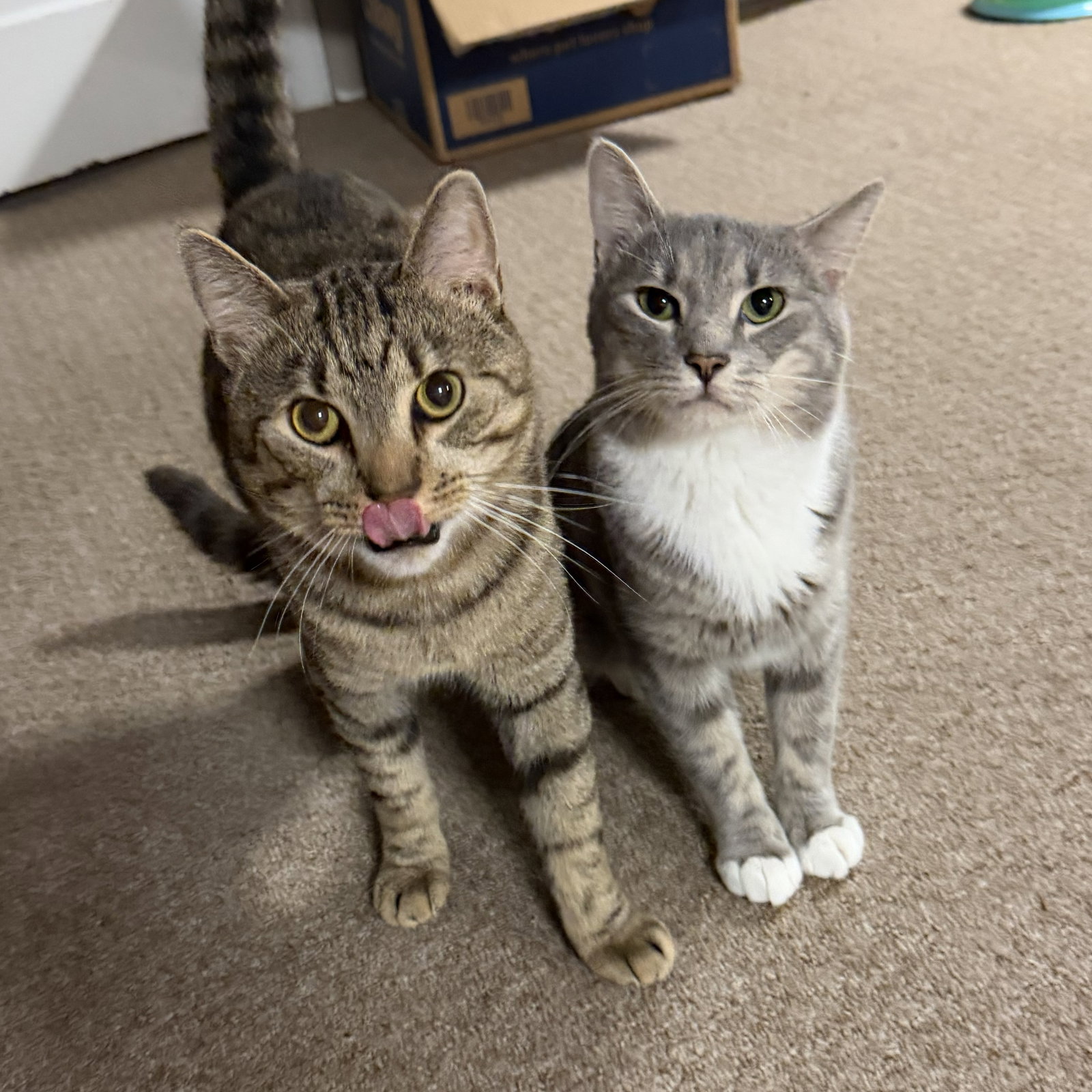 Cashew (sweet and soft and loves his BFF Almond), photo 8
