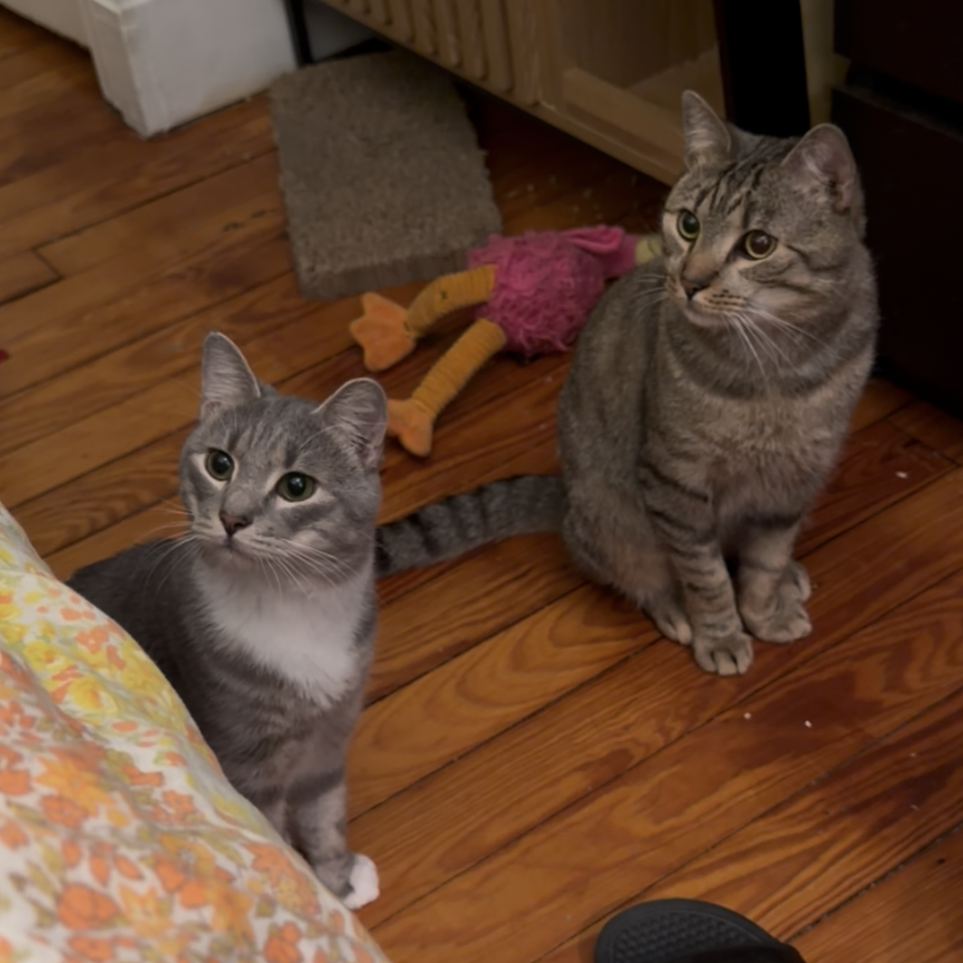 Cashew (sweet and soft and loves his BFF Almond), photo 9