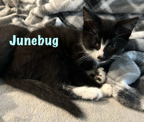 Junebug