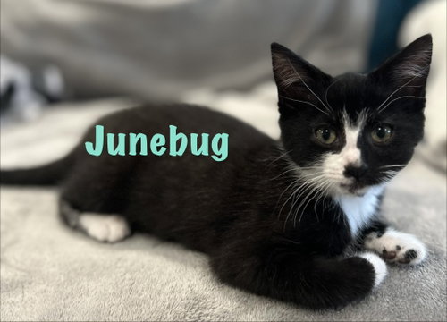 Junebug photo 2