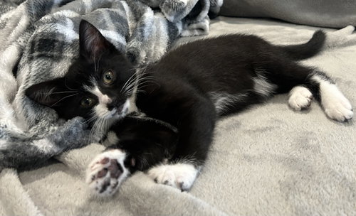 Junebug photo 4