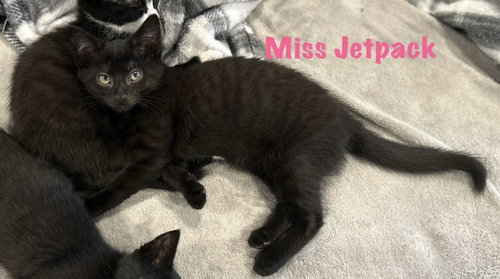 Miss Jetpack photo 5