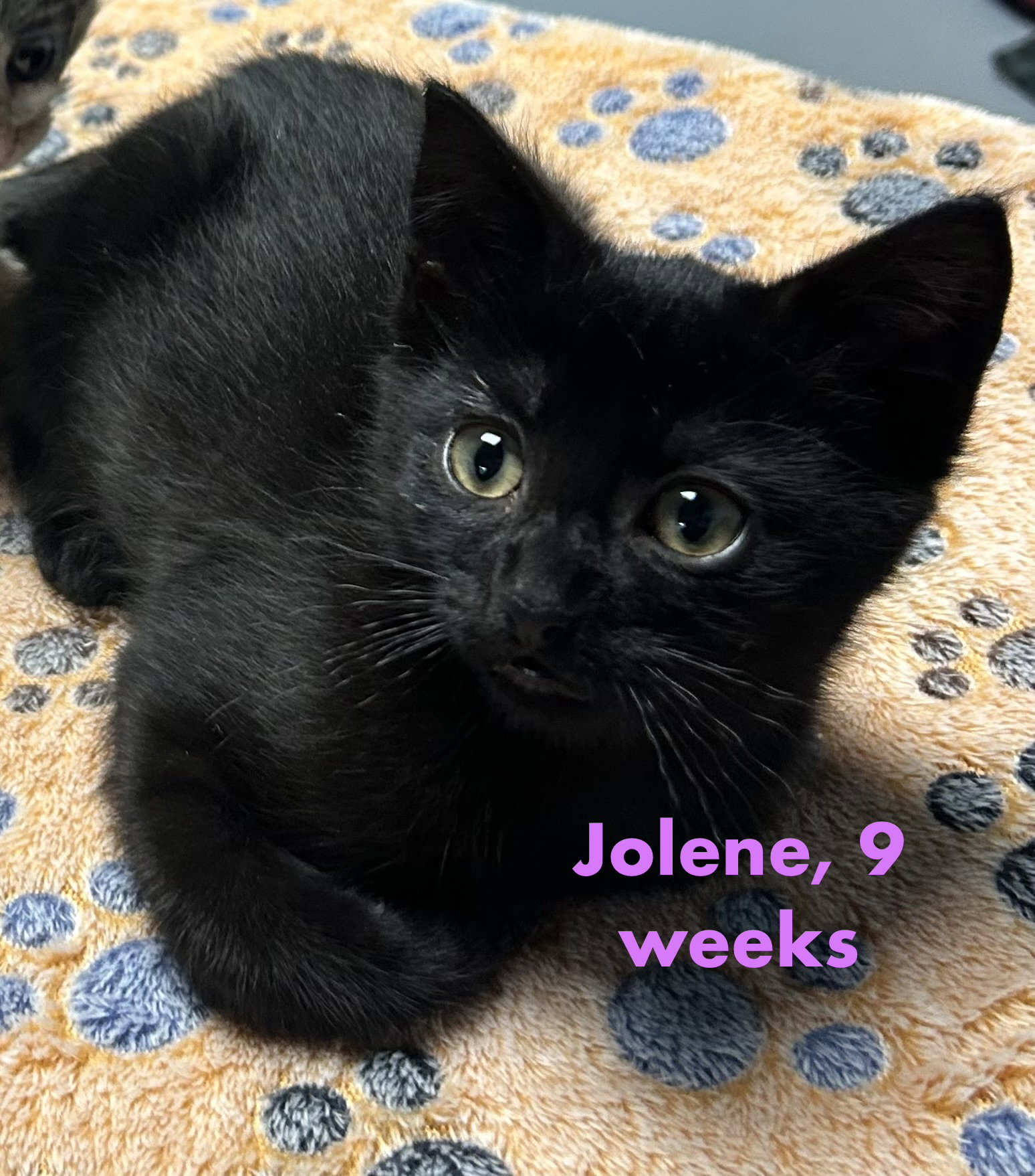 Jolene, cat