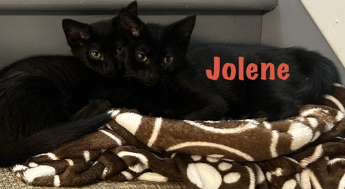 Jolene photo 4