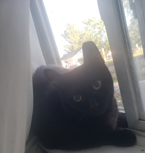 Kash