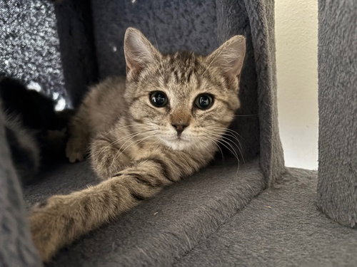 Pam, an adoptable Domestic Short Hair in Lemoyne, PA