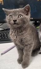 Sara, an adoptable Domestic Short Hair in Lemoyne, PA