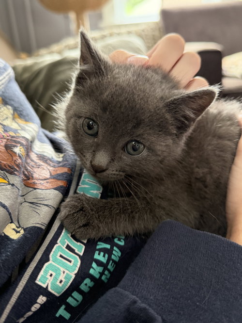 Mig (adopt with brother Tig)