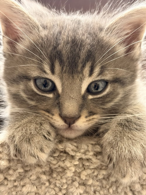 Tig