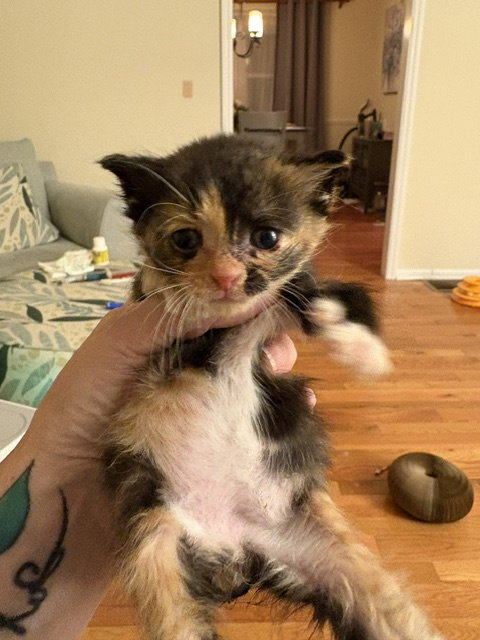 Summer, an adoptable Domestic Short Hair in Lemoyne, PA