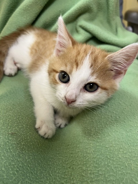 Peanut