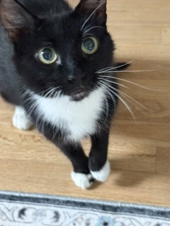 Ali