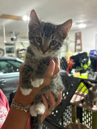 Cocoa, an adoptable Domestic Short Hair in Lemoyne, PA
