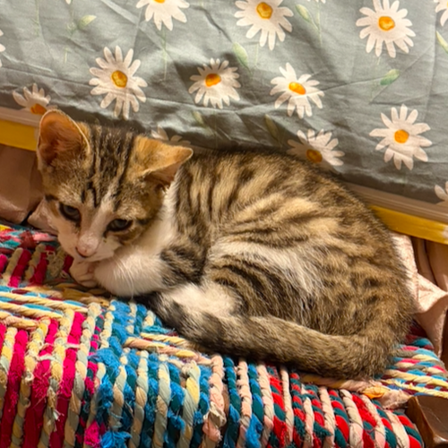 Theo, an adoptable Domestic Short Hair in Lemoyne, PA