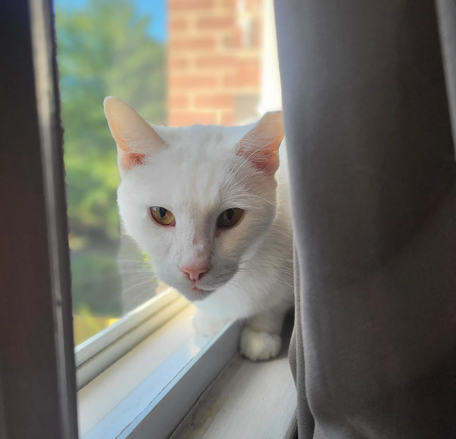 Odin - Domestic Short Hair