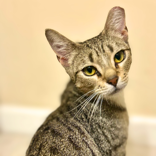 Marigold, a cat for adoption from Loving Care Cat Rescue