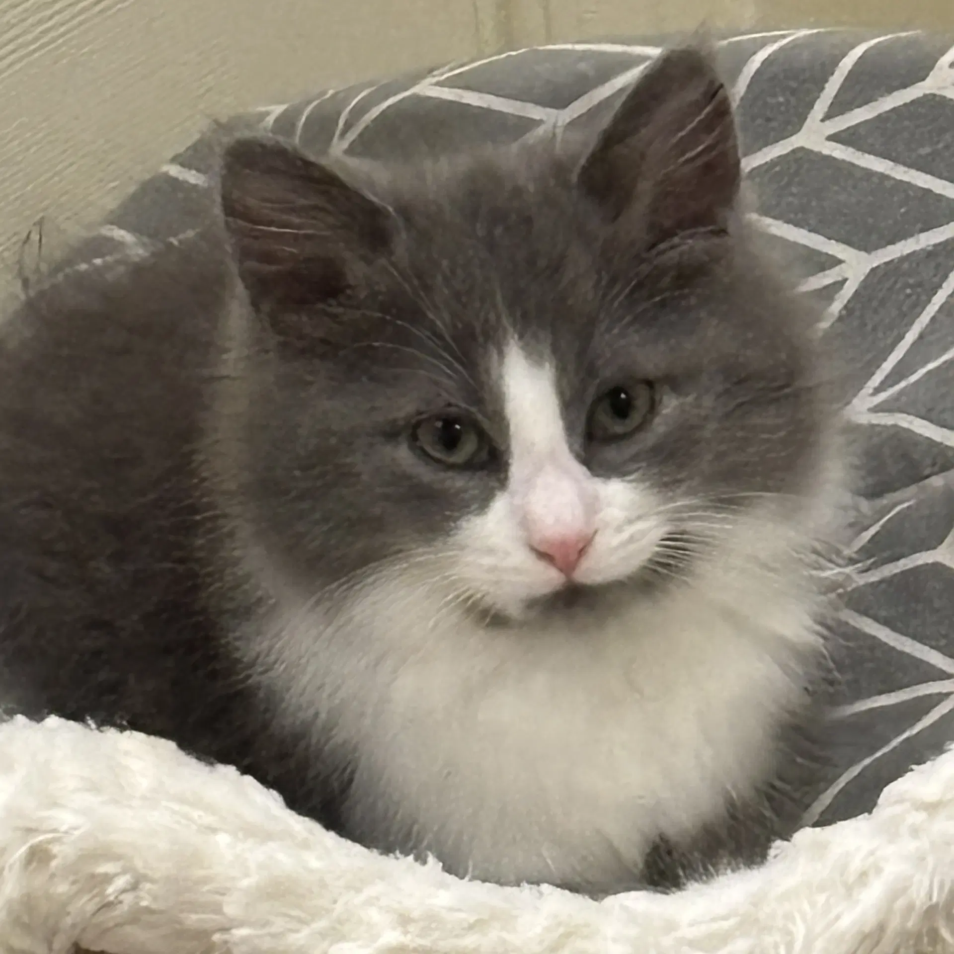 Juicy Love Dion Fluffy Diva And She Knows It - Domestic Short Hair
