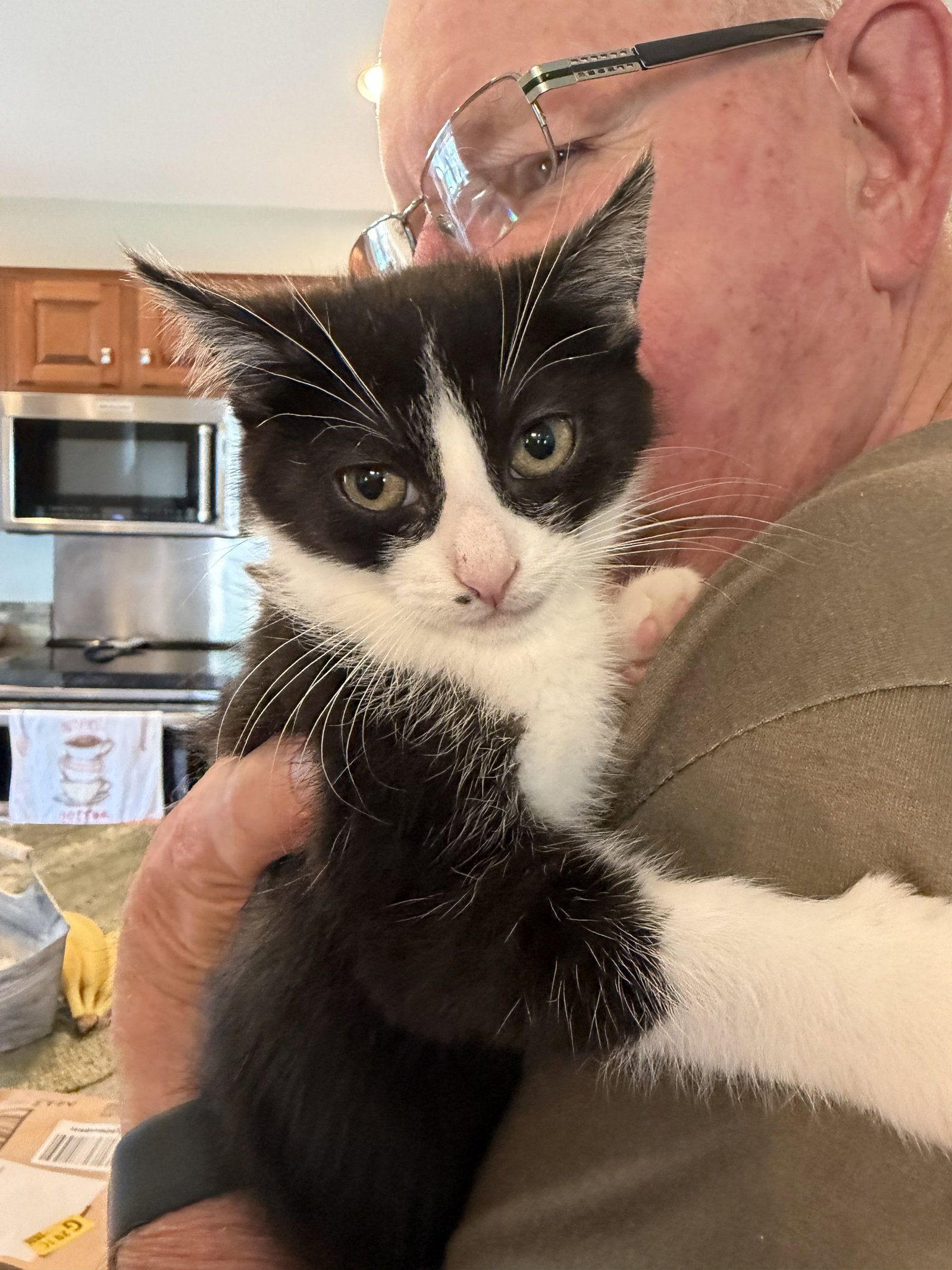 Nini Coco, cat