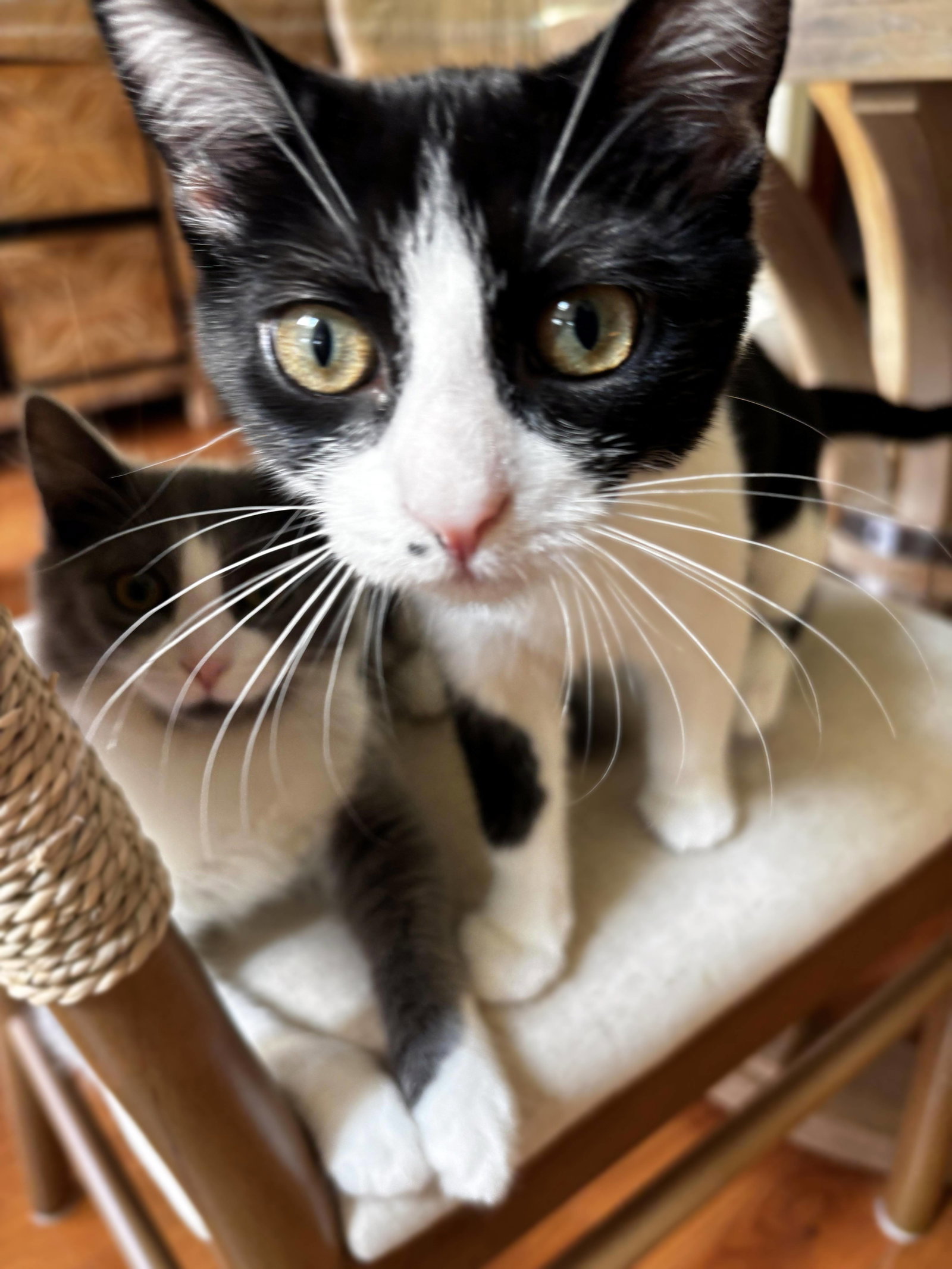 Nini Coco, photo 2