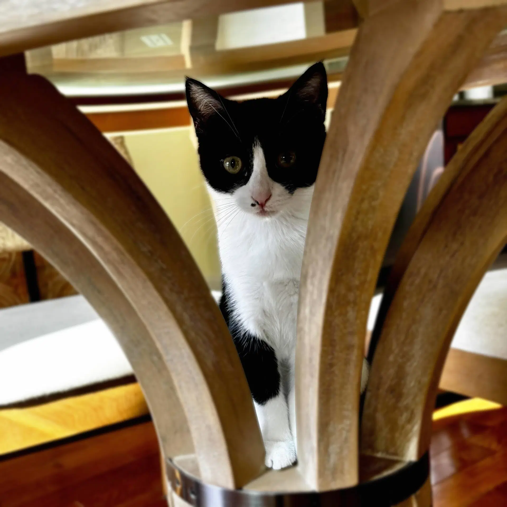Nini Coco image 3