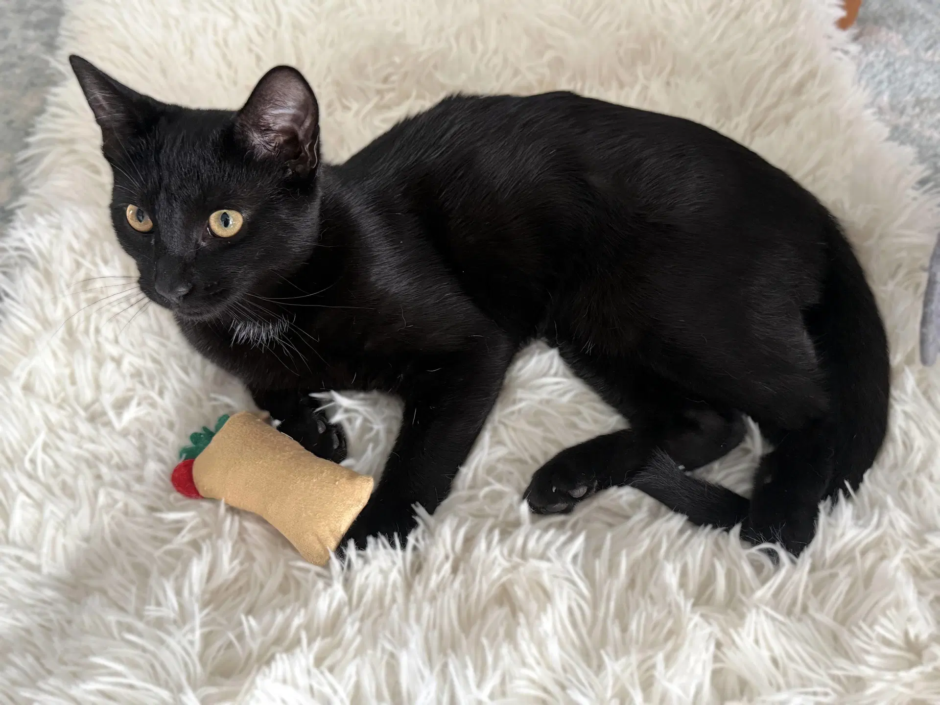 Rosalie - Domestic Short Hair