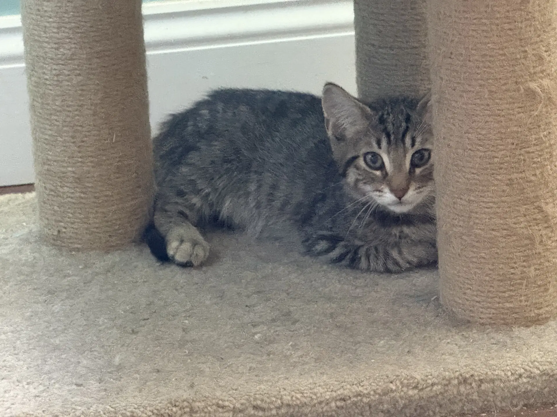 Eowyn - Domestic Short Hair