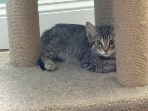 Eowyn, a cat for adoption from Loving Care Cat Rescue