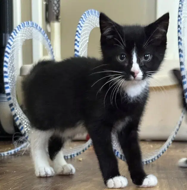 Watchamacalit - Domestic Short Hair