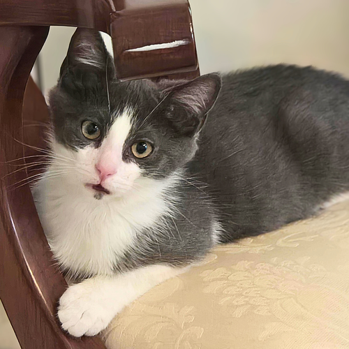 Julio, a cat for adoption from Loving Care Cat Rescue
