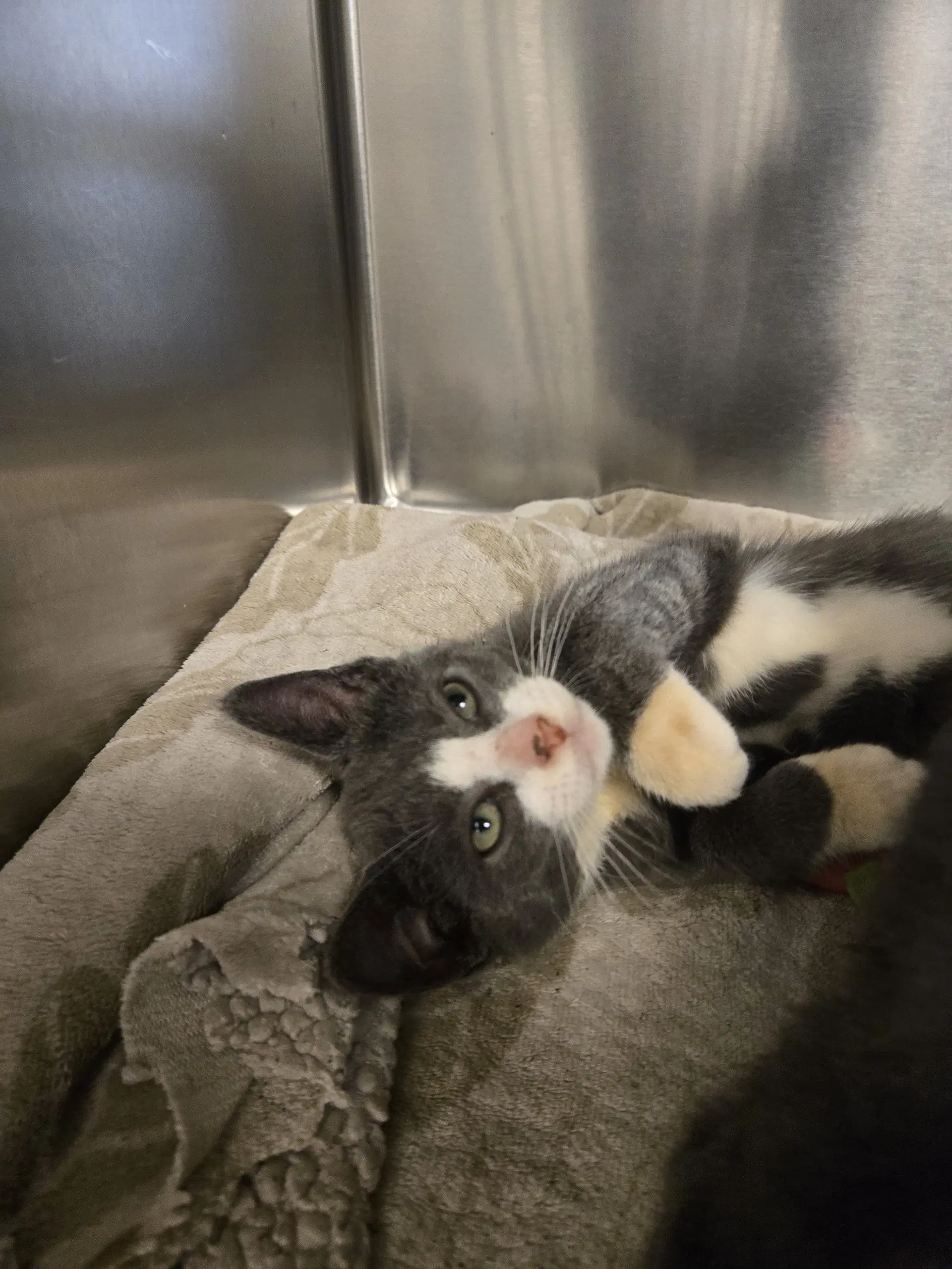 Bailey - Domestic Short Hair