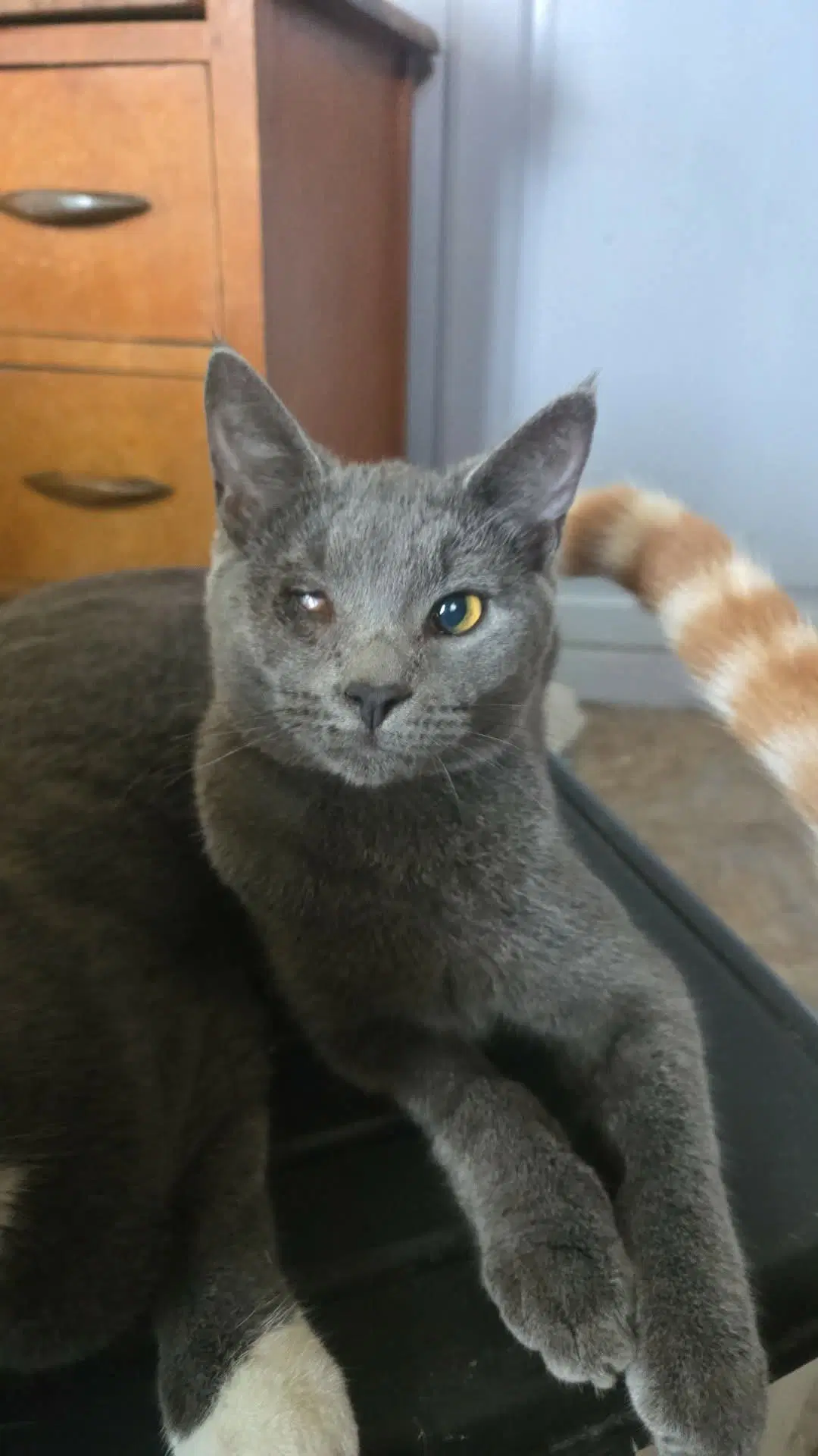 Storm - Domestic Short Hair