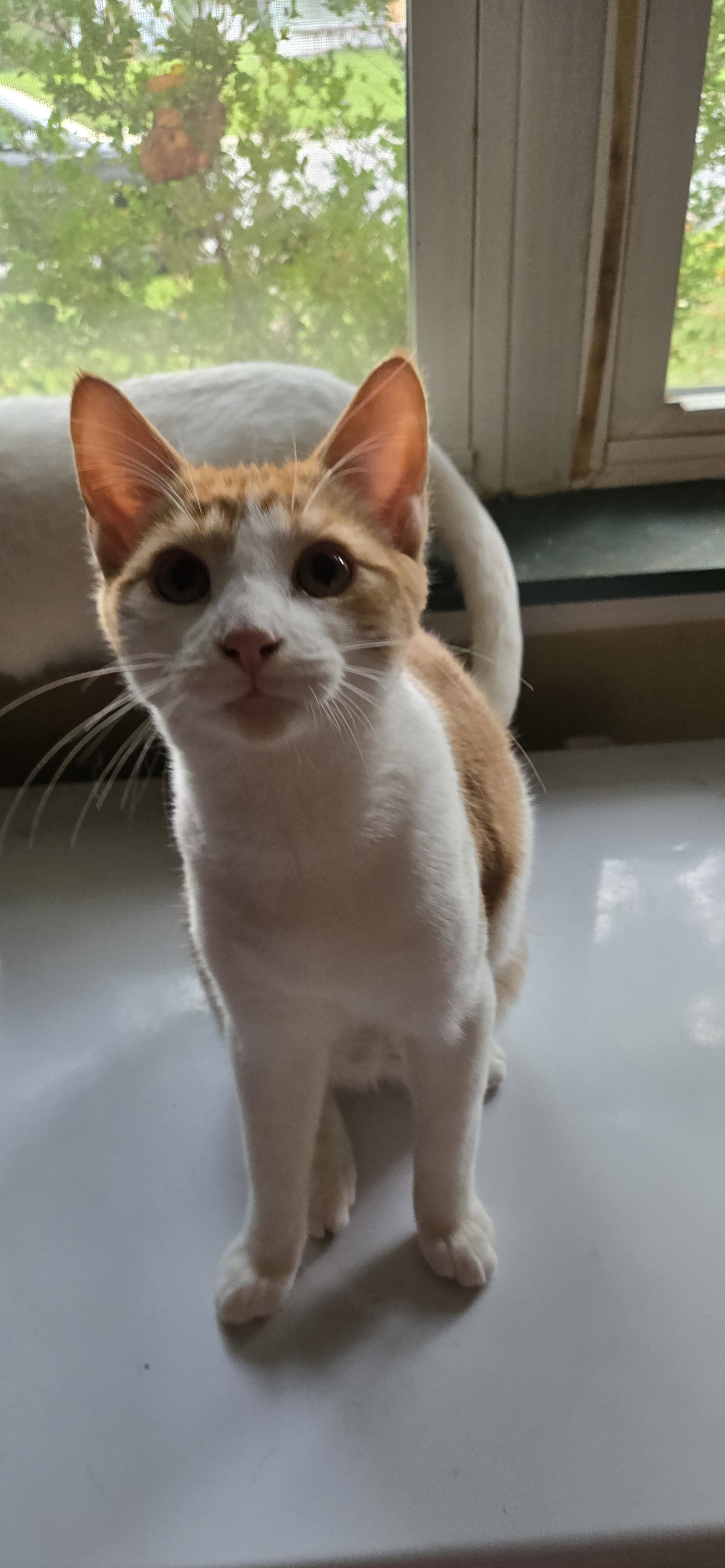Pikachu, cat — photo 1 of 2