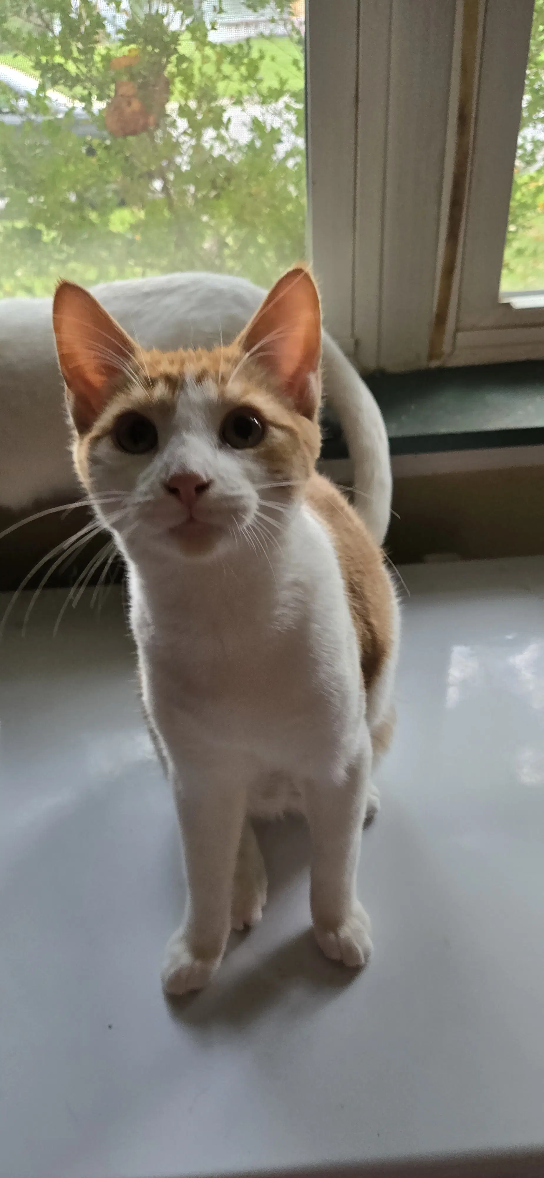 Pikachu - Domestic Short Hair