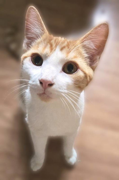 Pikachu, a cat for adoption from Loving Care Cat Rescue
