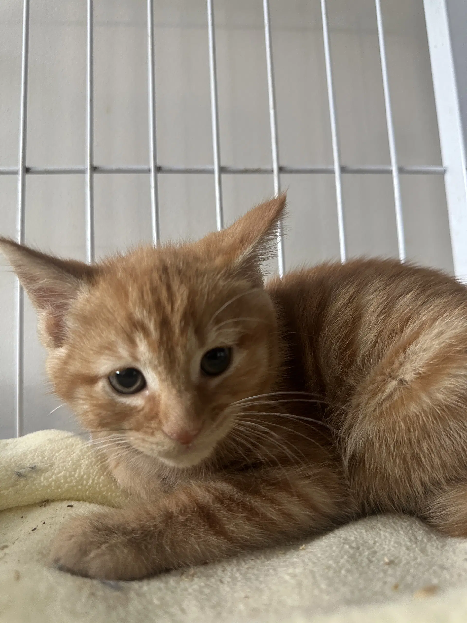 Sriracha - Domestic Short Hair