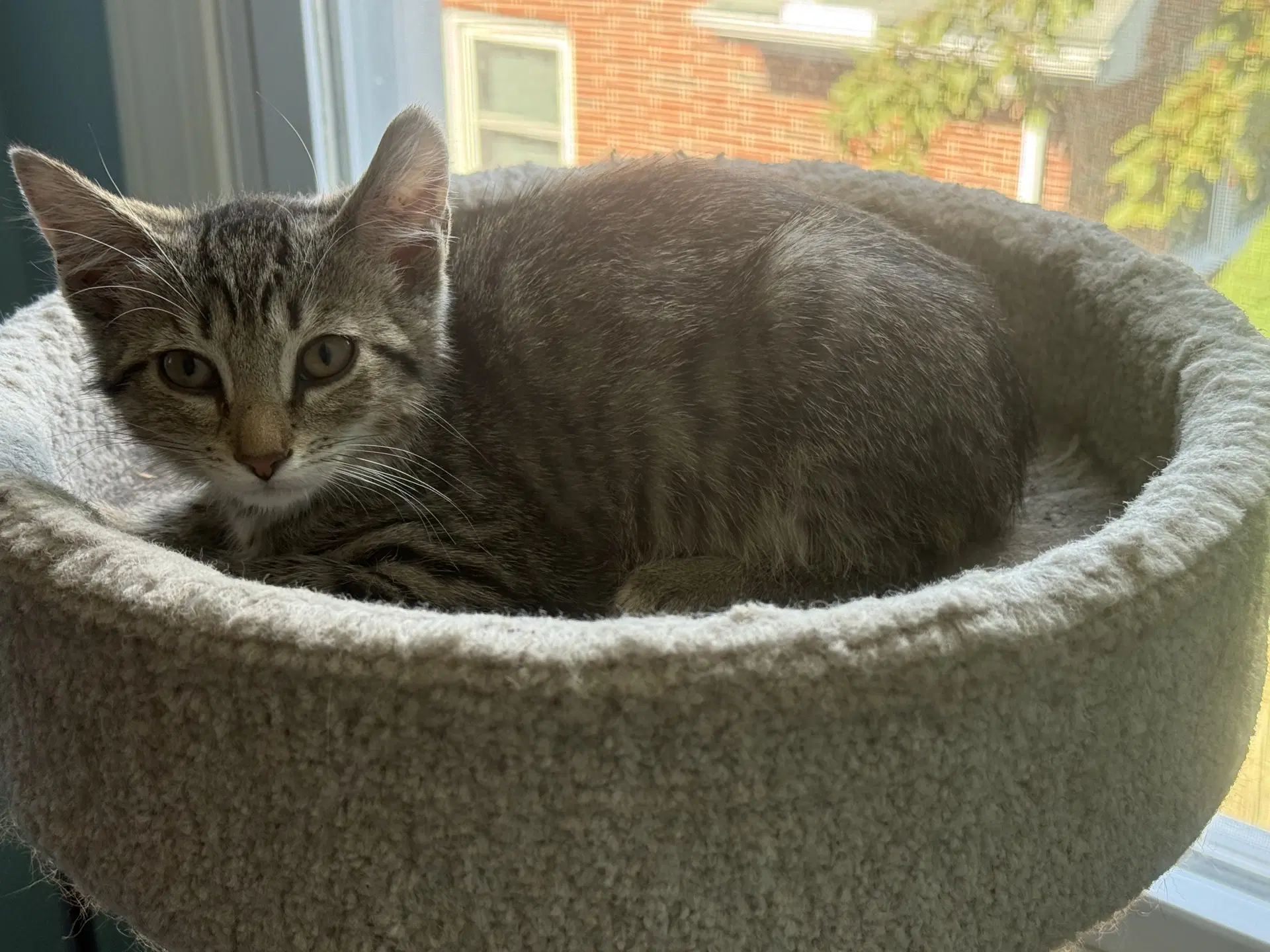 Rizz - Domestic Short Hair