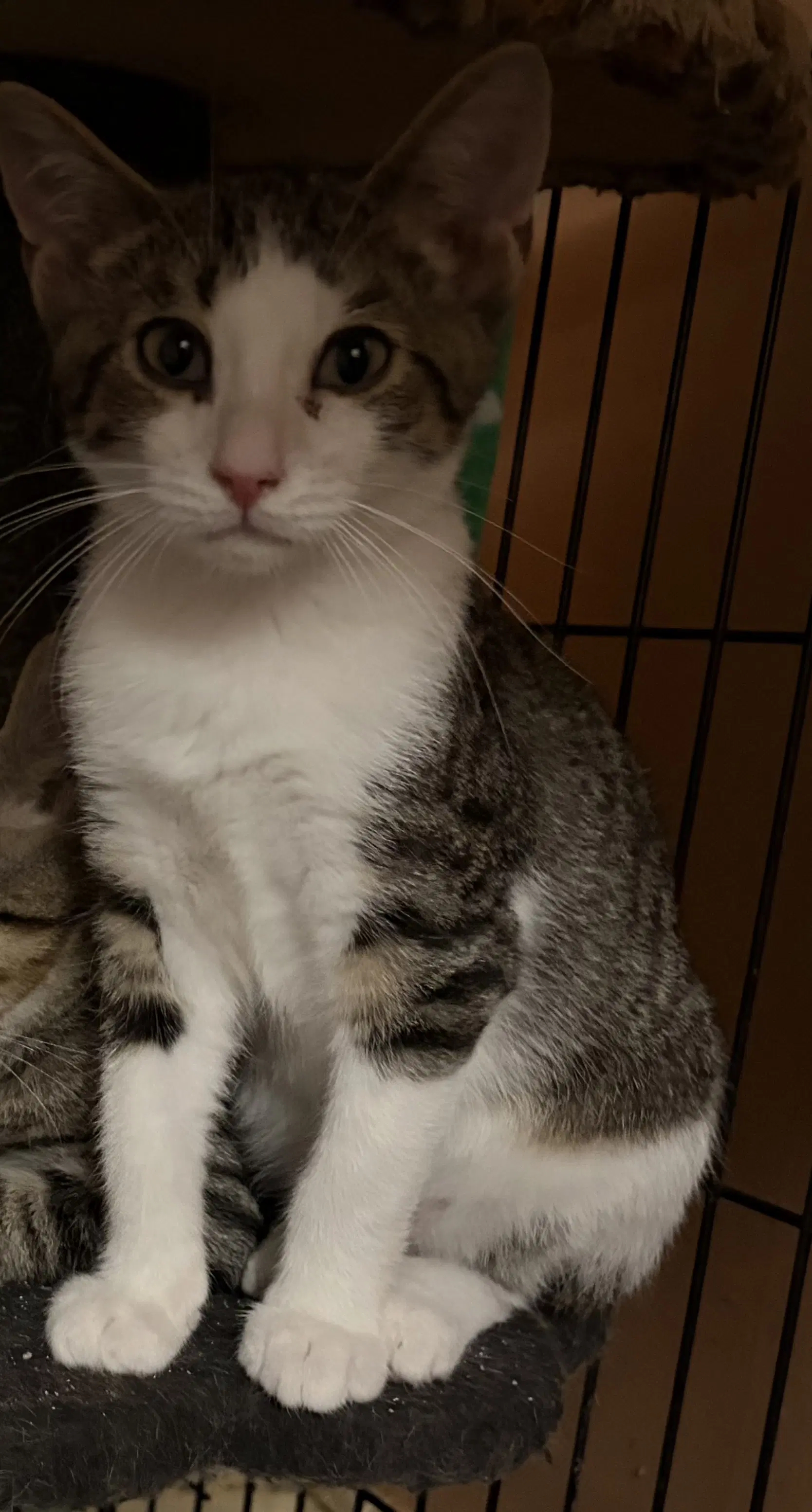 Finn - Domestic Short Hair